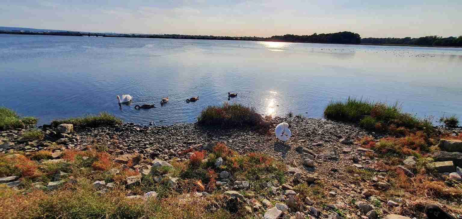 Colehill Cricket Club